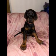 Doberman - Both