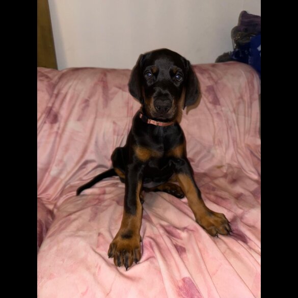Doberman - Both