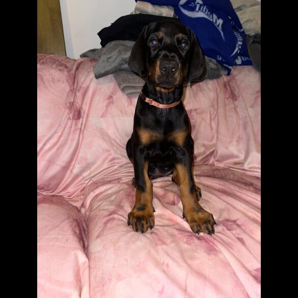 Doberman - Both