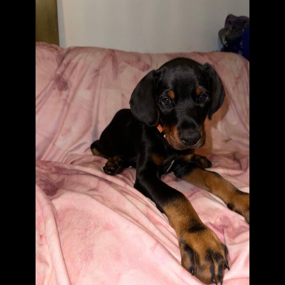 Doberman - Both