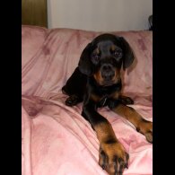 Doberman - Both