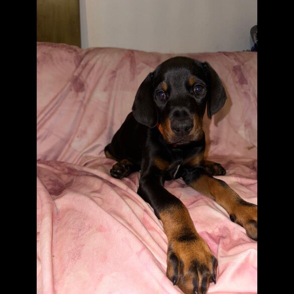 Doberman - Both