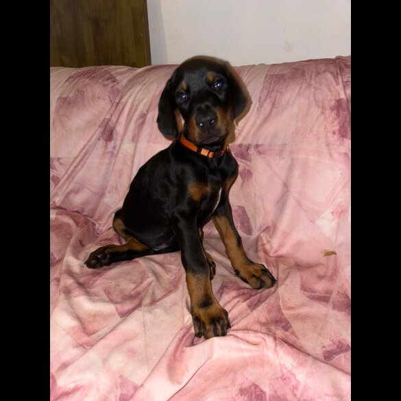 Doberman - Both