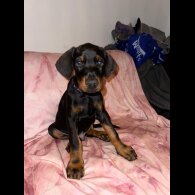 Doberman - Both