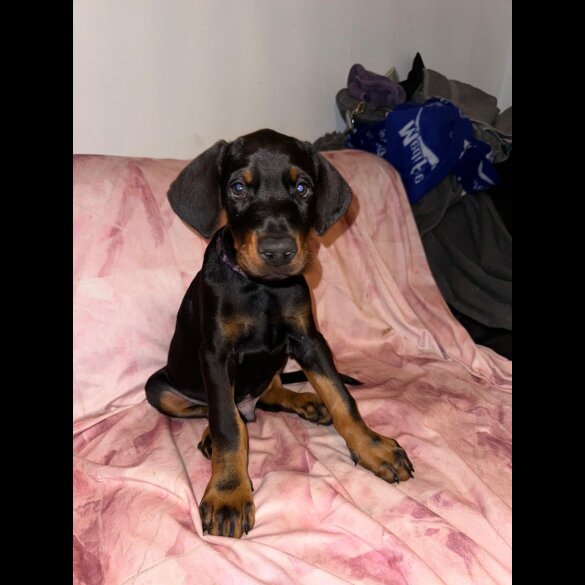Doberman - Both