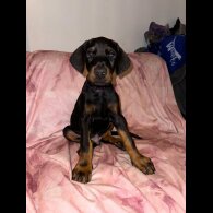 Doberman - Both