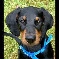 Doberman - Dogs