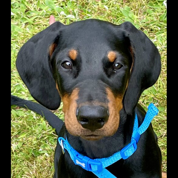 Doberman - Dogs