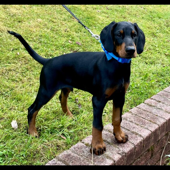 Doberman - Dogs