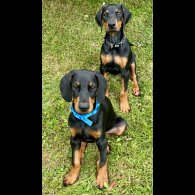 Doberman - Dogs