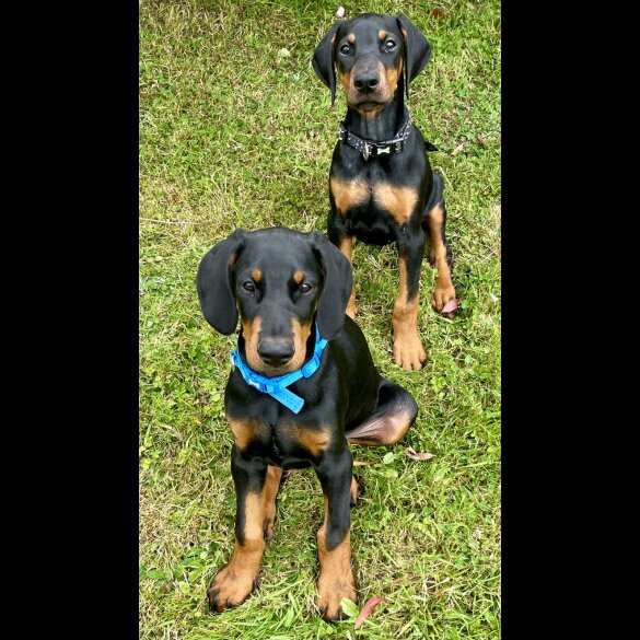 Doberman - Dogs