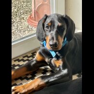 Doberman - Dogs