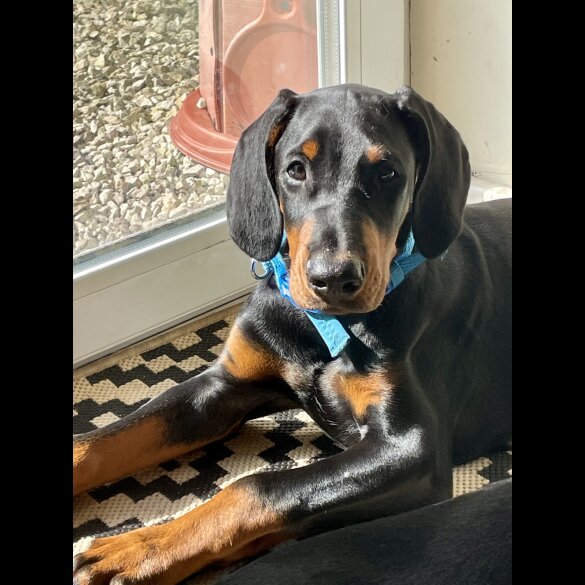 Doberman - Dogs