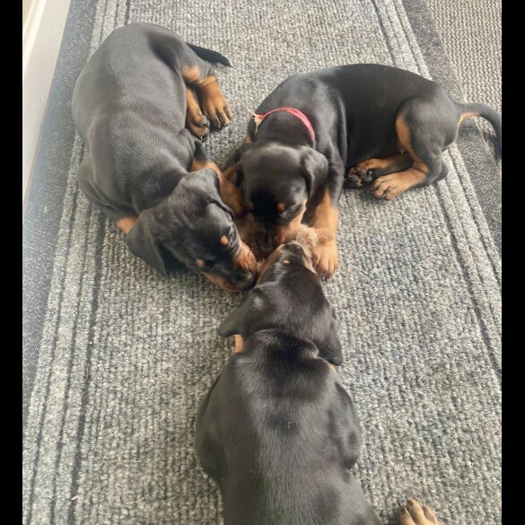 Doberman - Dogs