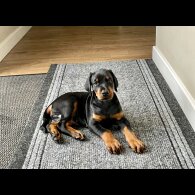 Doberman - Dogs