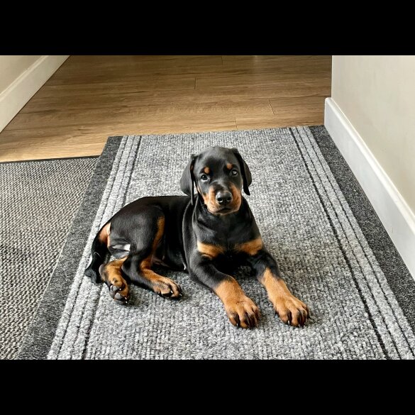 Doberman - Dogs