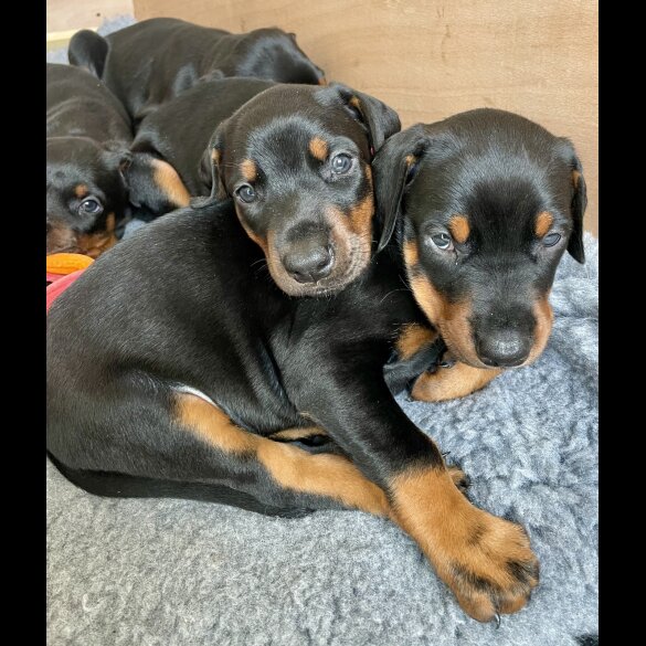 Doberman - Dogs
