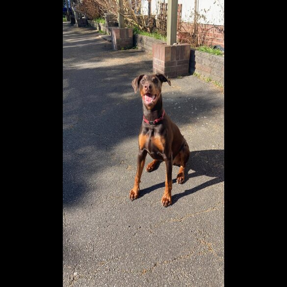 Doberman - Dogs