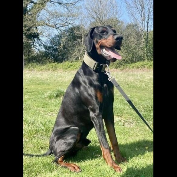 Doberman - Dogs