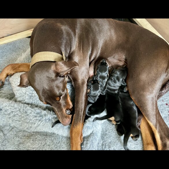 Doberman - Dogs