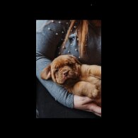 Dogue De Bordeaux - Bitches