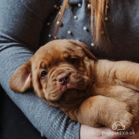 Dogue De Bordeaux puppies for Sale in the UK Puppies