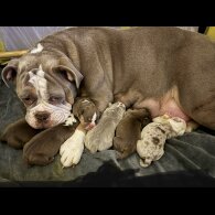 Dorset Olde Tyme Bulldogge - Both