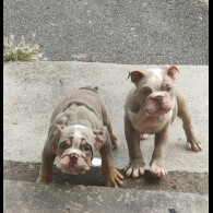 English Bulldog - Both