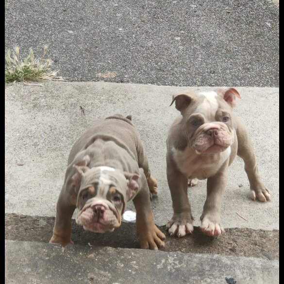 English Bulldog - Both