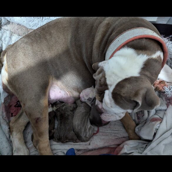 English Bulldog - Both