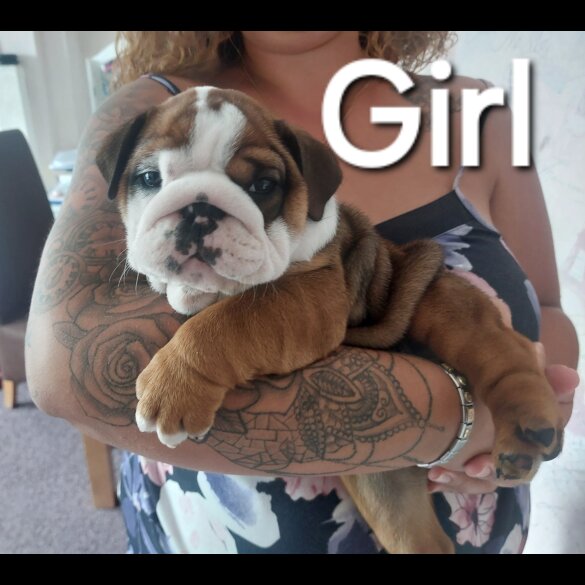 English Bulldog - Bitches