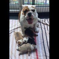 English Bulldog - Bitches