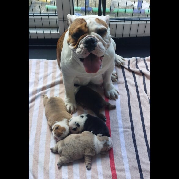 English Bulldog - Bitches