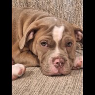English Bulldog - Both