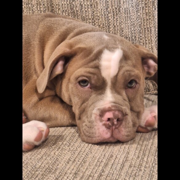 English Bulldog - Both