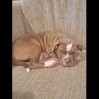 English Bulldog - Both