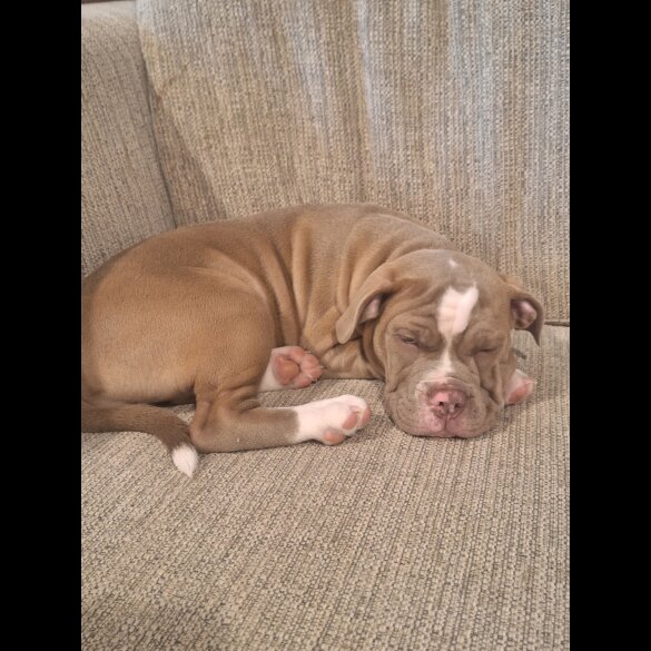 English Bulldog - Both