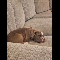 English Bulldog - Both