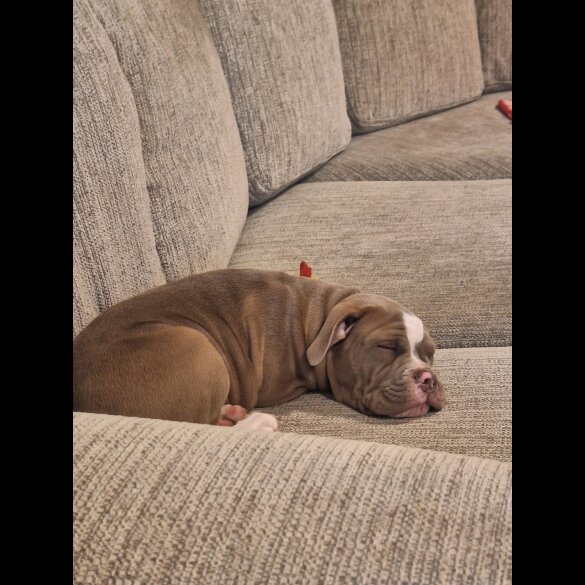English Bulldog - Both