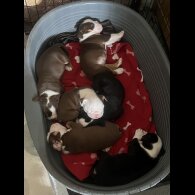 English Bulldog - Both