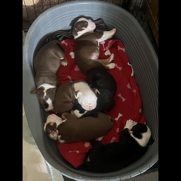 English Bulldog - Both