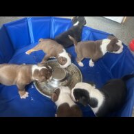 English Bulldog - Both