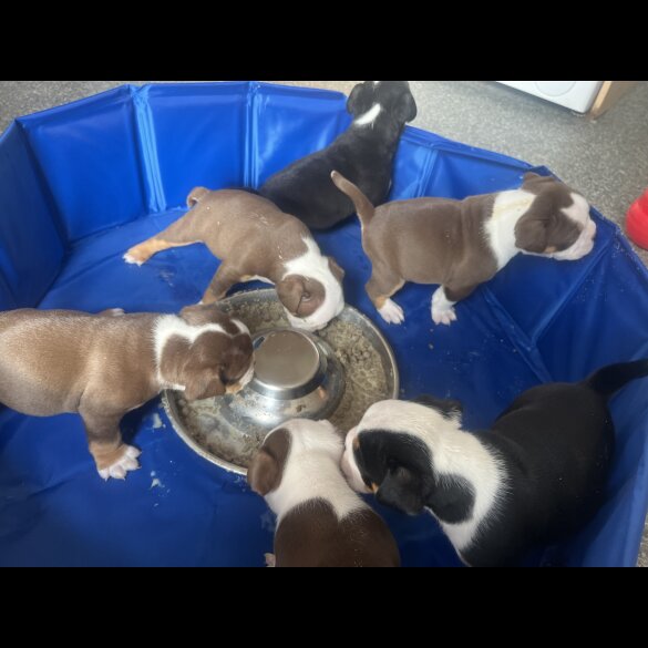 English Bulldog - Both