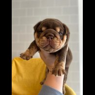 English Bulldog - Dogs