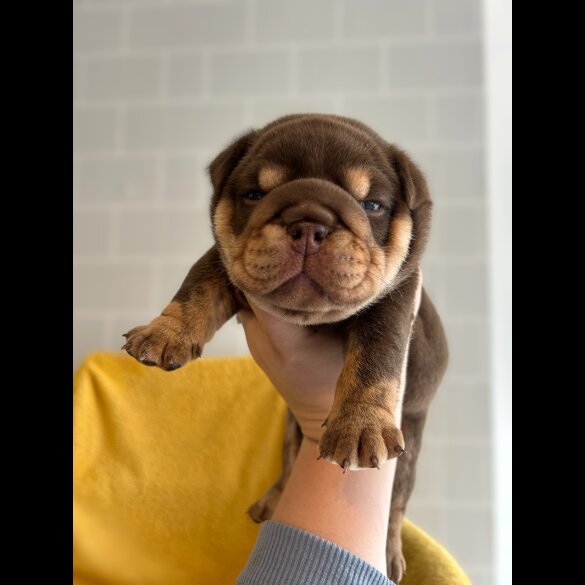 English Bulldog - Dogs