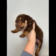 English Bulldog - Dogs