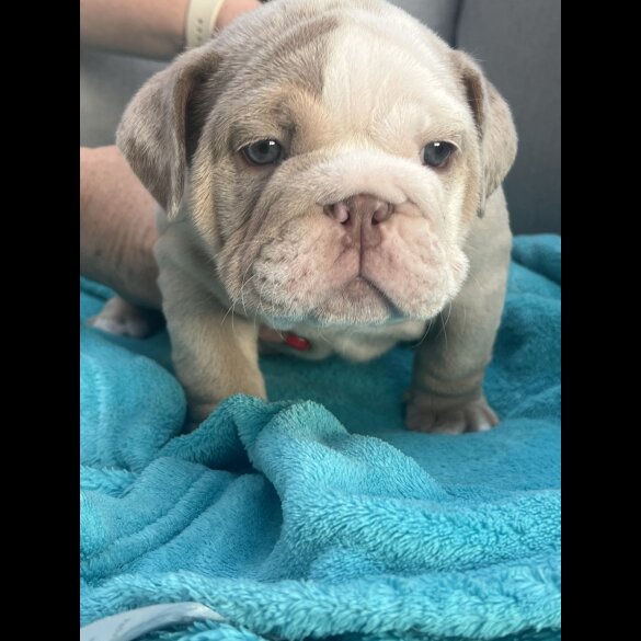 English Bulldog - Both