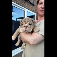 English Bulldog - Both