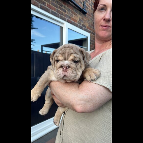 English Bulldog - Both