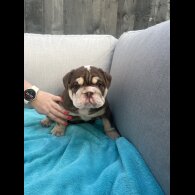 English Bulldog - Both